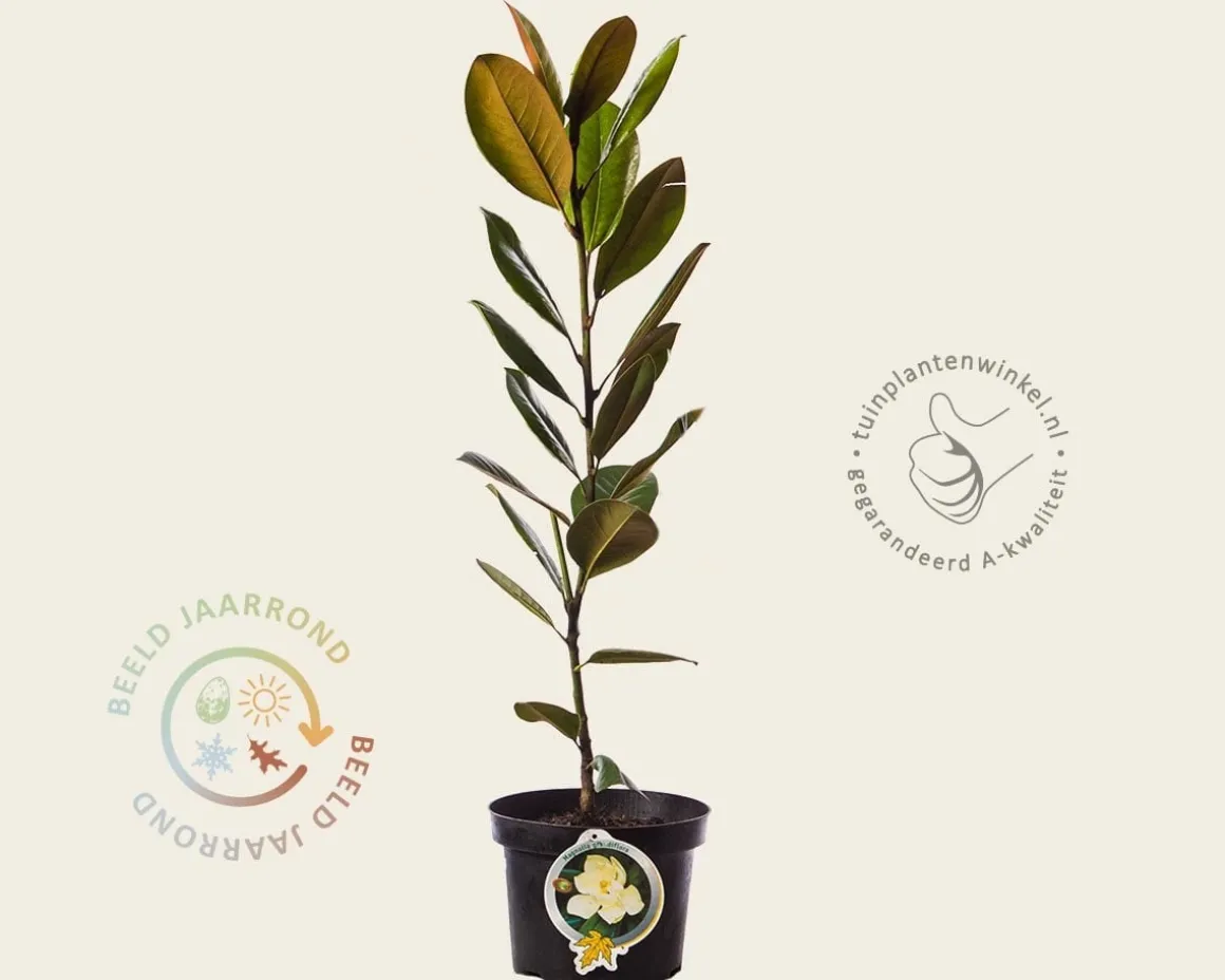 Magnolia grandiflora 60/80