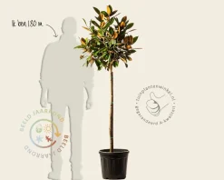 Magnolia grandiflora 'Ferruginea' - halfstam