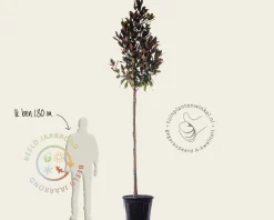 Magnolia grandiflora - hoogstam