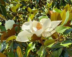Magnolia grandiflora - hoogstam