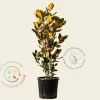 Magnolia grandiflora 'Little Gem'