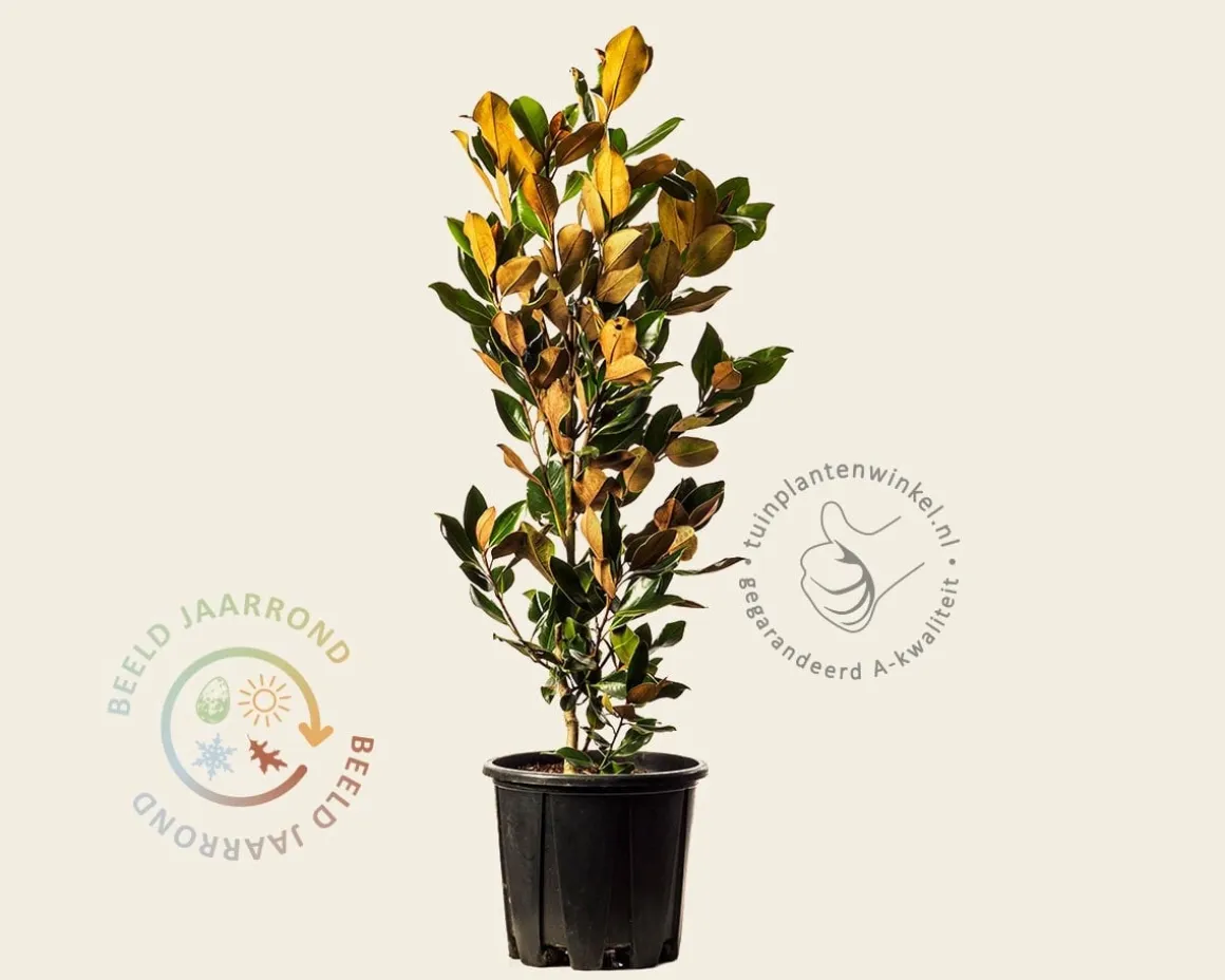 Magnolia grandiflora 'Little Gem'