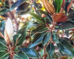 Magnolia grandiflora 'Little Gem'