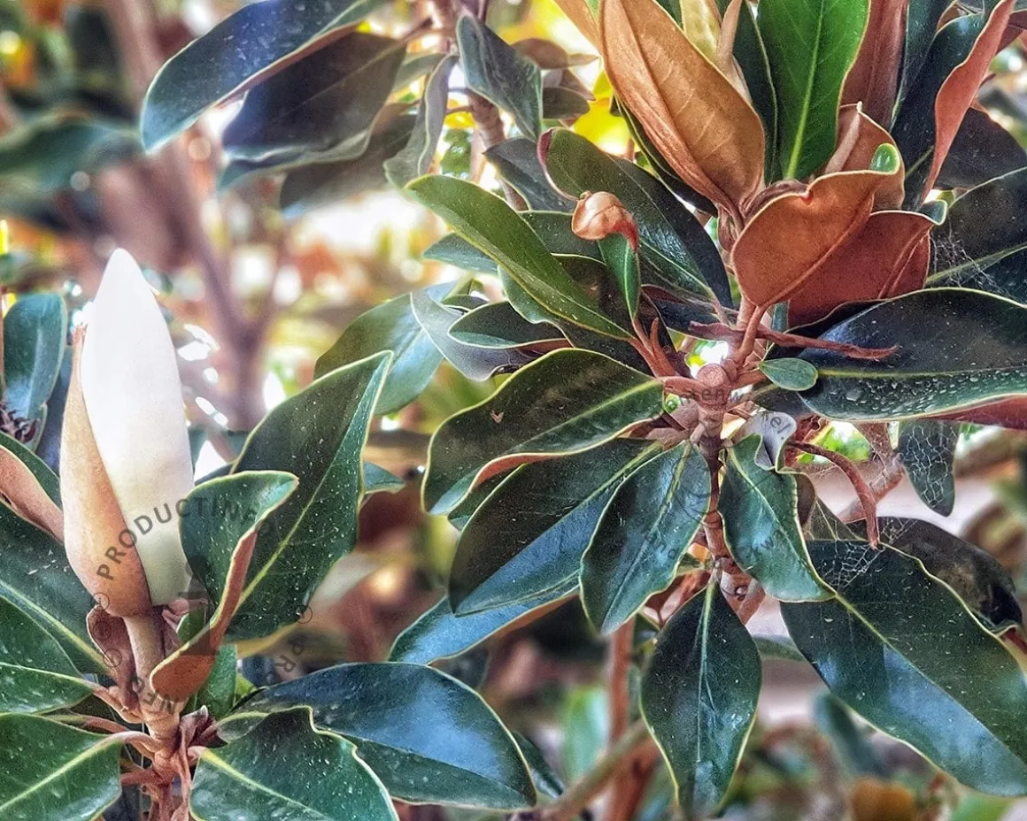 Magnolia grandiflora 'Little Gem'