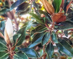 Magnolia grandiflora 'Little Gem' - op stam
