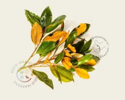 Magnolia grandiflora 'Little Gem' - op stam