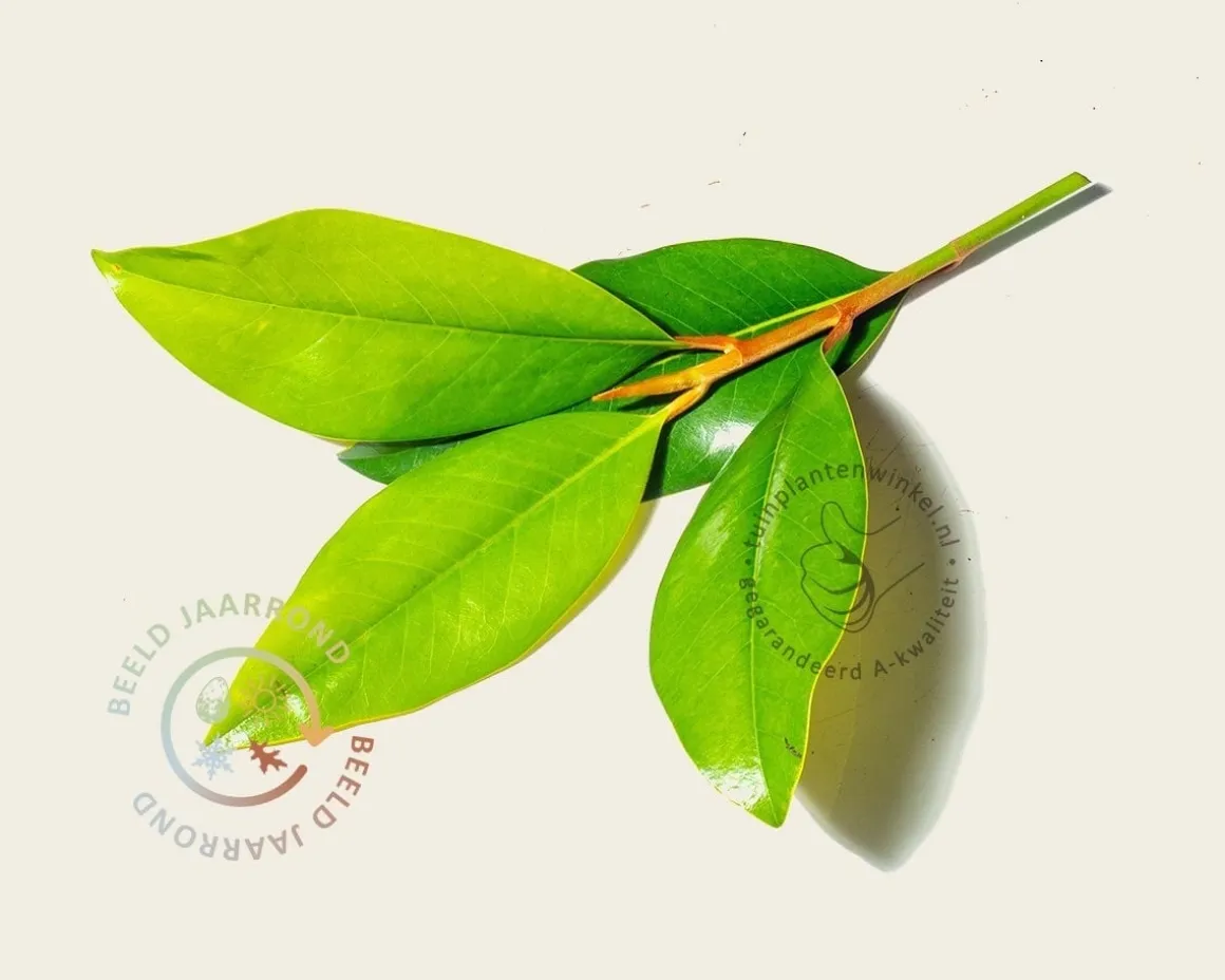 Magnolia grandiflora - XL