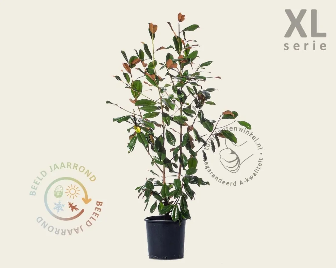 Magnolia grandiflora - XL