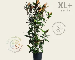 Magnolia grandiflora - XL+