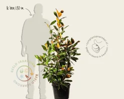 Magnolia grandiflora - XL+