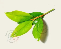 Magnolia grandiflora - XL+