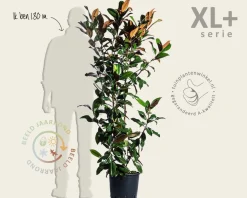 Magnolia grandiflora - XL+