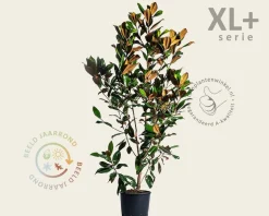 Magnolia grandiflora - XL+