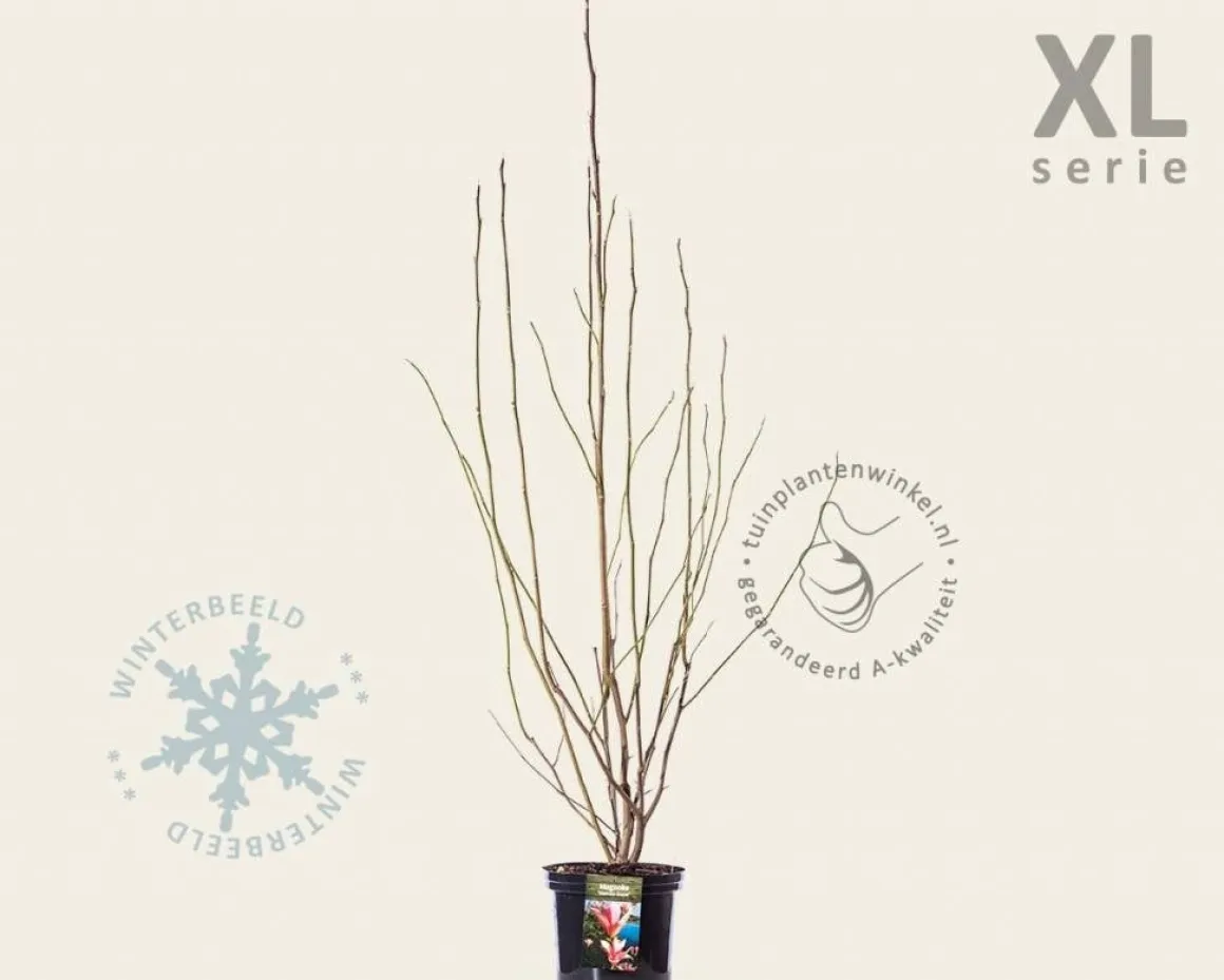 Magnolia 'Heaven Scent' - XL