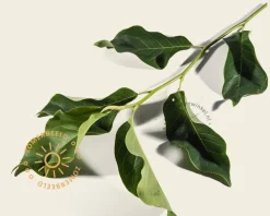 Magnolia 'Heaven Scent' - XL+