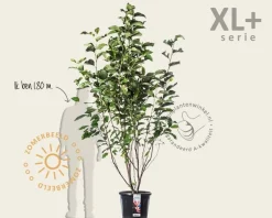 Magnolia 'Heaven Scent' - XL+