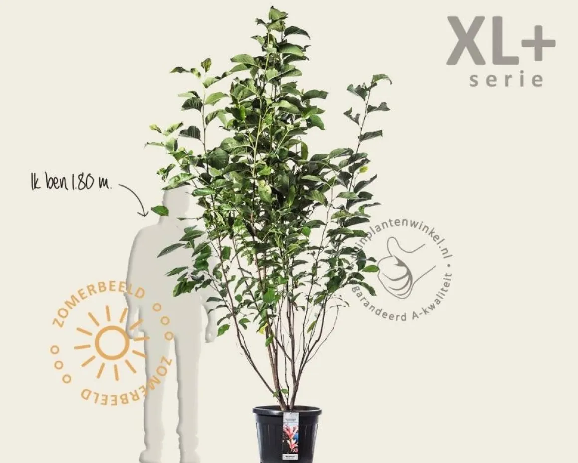 Magnolia 'Heaven Scent' - XL+