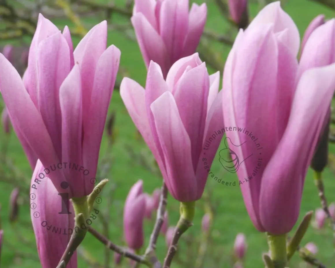 Magnolia 'Heaven Scent' - XL+