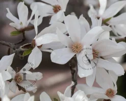 Magnolia kobus
