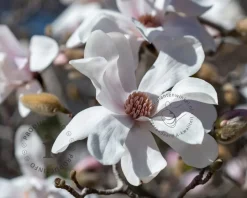 Magnolia loebneri 'Merrill - XL+