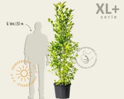 Magnolia loebneri 'Merrill - XL+