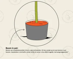 Magnolia 'Sentinel'