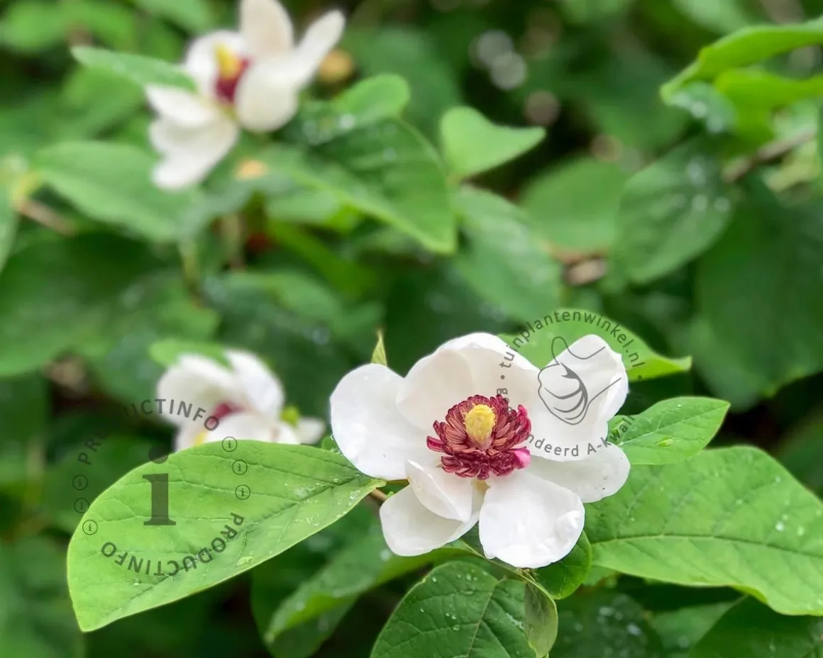 Magnolia sieboldii - XL