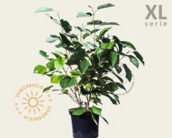 Magnolia sieboldii - XL