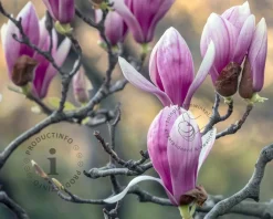 Magnolia soulangeana