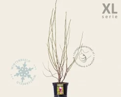 Magnolia soulangeana 'Lennei' - XL
