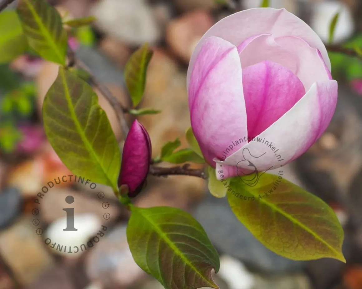 Magnolia soulangeana 'Lennei' - XL