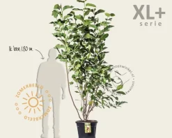 Magnolia soulangeana 'Lennei' - XL+