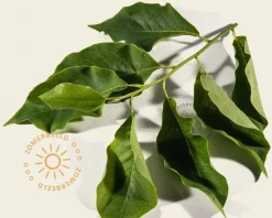 Magnolia soulangeana 'Lennei' - XL+