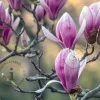 Magnolia soulangeana - XL+
