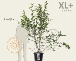 Magnolia soulangeana - XL+