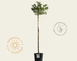 Magnolia stellata - op stam