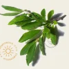 Magnolia stellata 'Royal Star' - hoogstam
