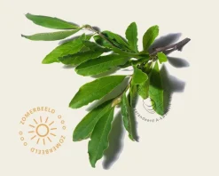 Magnolia stellata 'Royal Star' - hoogstam