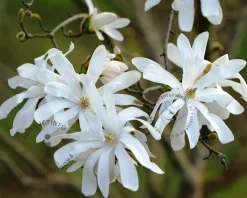 Magnolia stellata 'Royal Star' - hoogstam