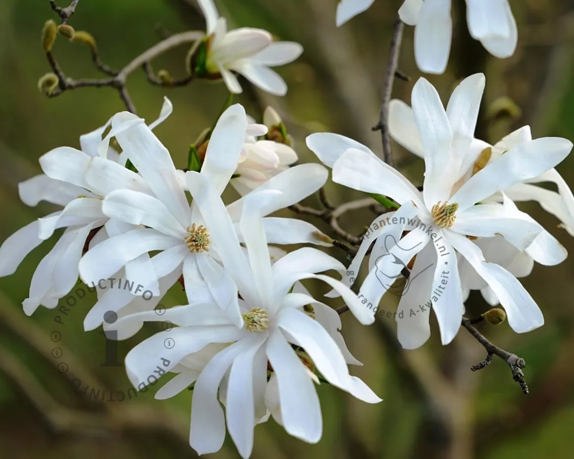 Magnolia stellata 'Royal Star' - hoogstam