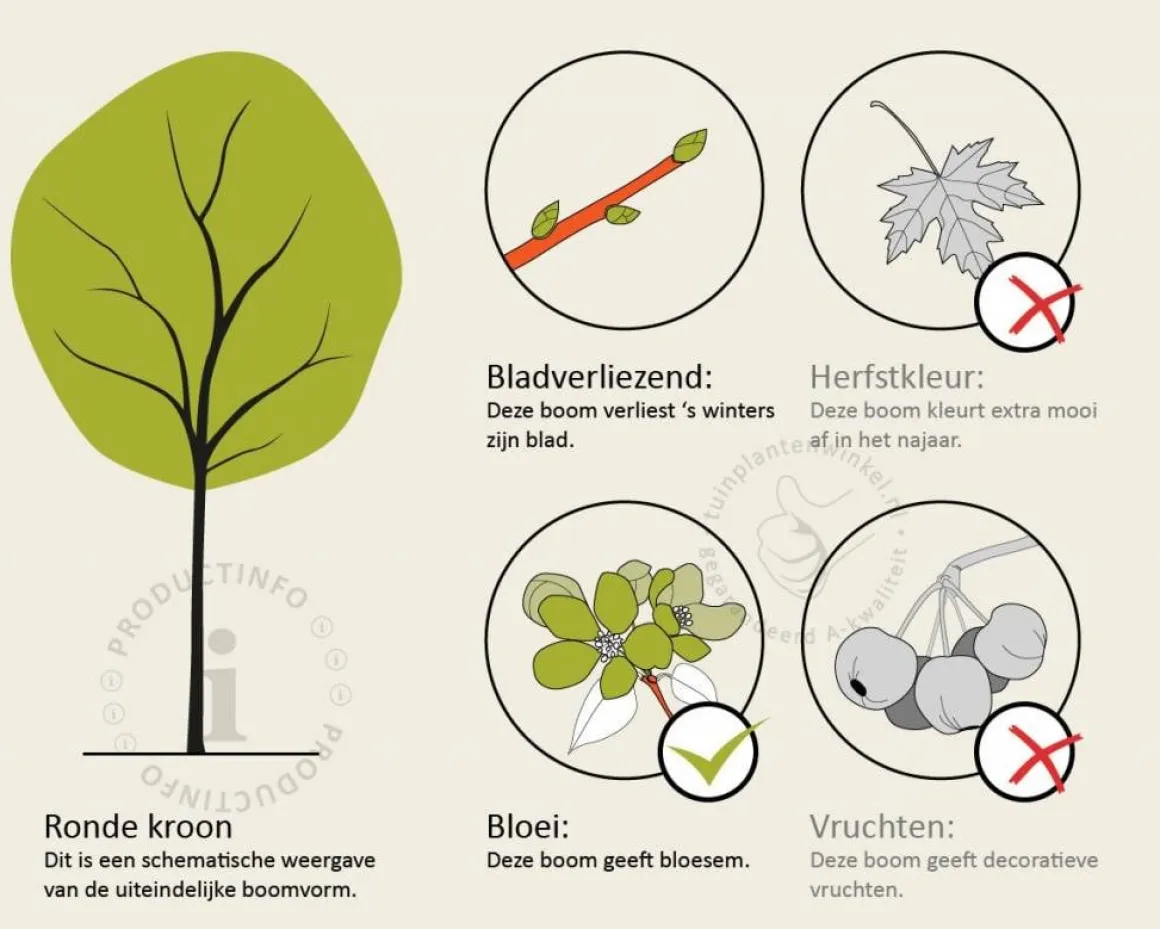 Magnolia stellata 'Royal Star' - hoogstam