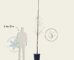 Magnolia stellata 'Royal Star' - hoogstam