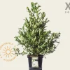 Magnolia stellata - XL