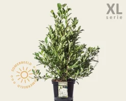 Magnolia stellata - XL