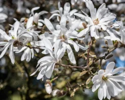 Magnolia stellata - XL+