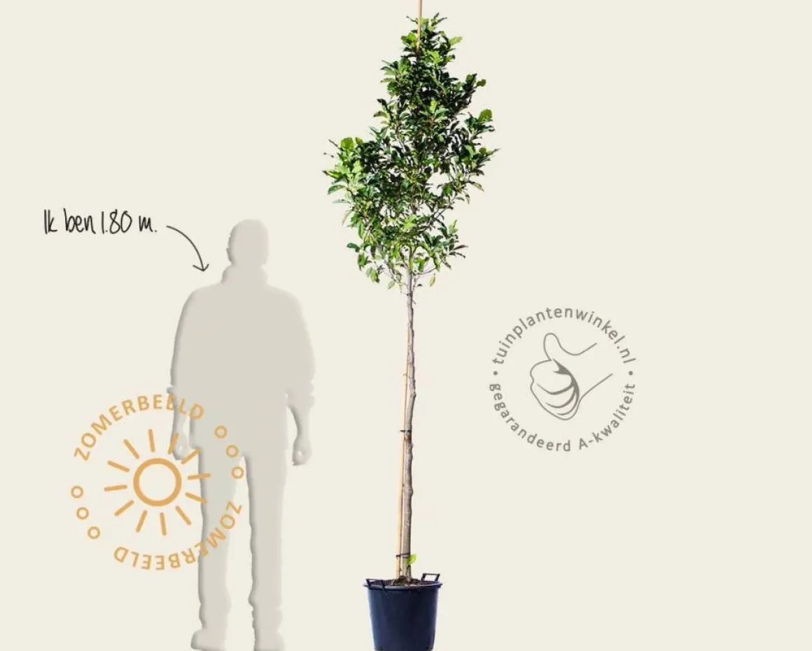 Magnolia 'Susan' - hoogstam