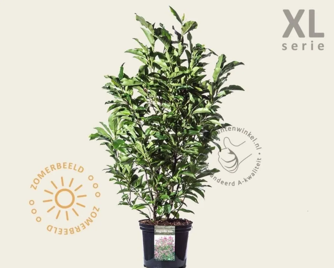 Magnolia 'Susan' - XL
