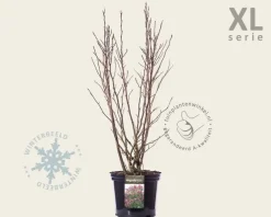 Magnolia 'Susan' - XL