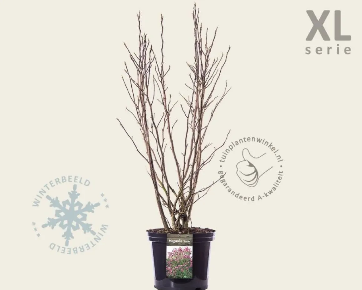 Magnolia 'Susan' - XL