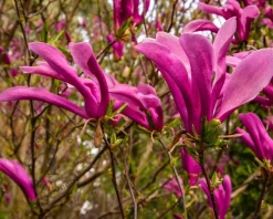 Magnolia 'Susan' - XL